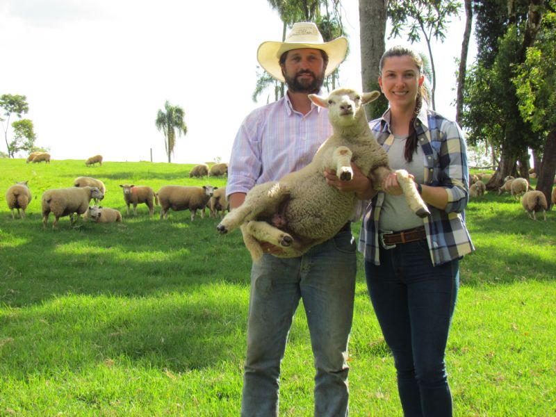 Fazenda Capão da Lage destaca-se na produção de ovinos