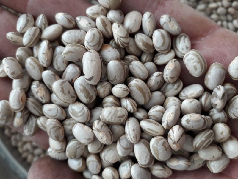 IAC 1849 Polaco: cultivar carioca de feijoeiro com ciclo precoce e tolerante ao escurecimento do grão