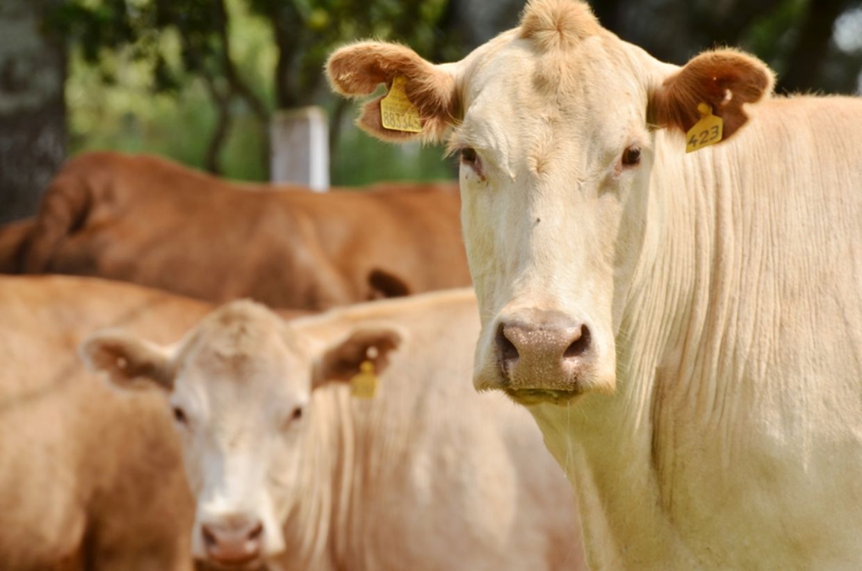 CSA: Evento informará veterinários sobre medidas para manter o PR livre de aftosa sem vacinação 