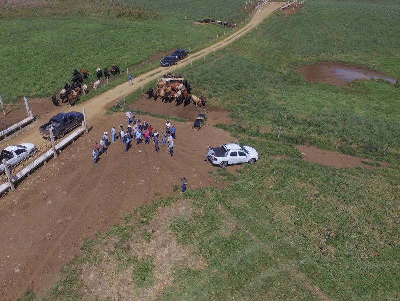 Fazenda Cristal: eficiência no sistema de produção