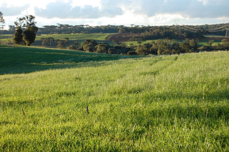 Palestra online promovida pela Unicentro e Epagri debaterá o manejo de pastagens