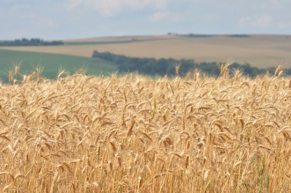 A relevância do trigo em sistemas de produção é tema de webinar da Embrapa