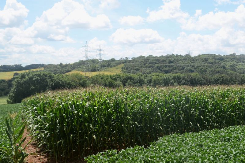 Experimento avalia relação entre desfolha e produtividade