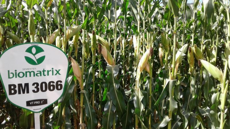  Produção de silagem de milho de alta qualidade 