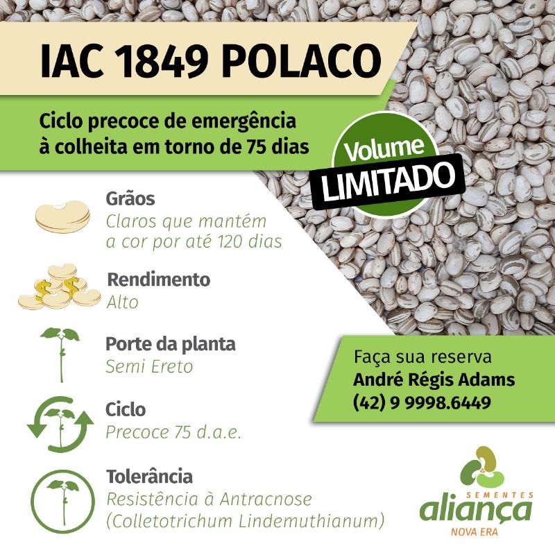 Novas oportunidades para os feijões de Guarapuava