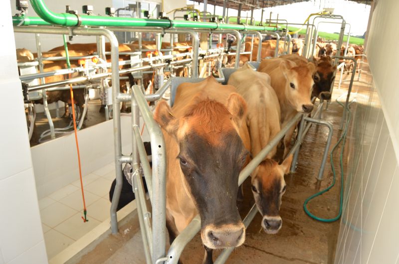 Projetos para gestão e eficiência na atividade leiteira serão apresentados no Sindicato Rural