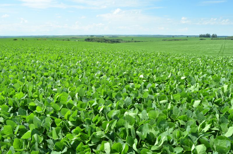 Cinco tecnologias para cultura da soja são destaques da Embrapa na AgroBrasília