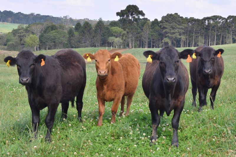 Mapa reconhece Paraná como área livre de febre aftosa sem vacinação