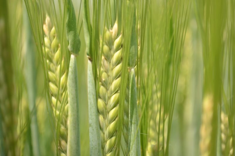 Wintershow discutiu produtos biológicos e manejo da cevada nesta quarta-feira (14)