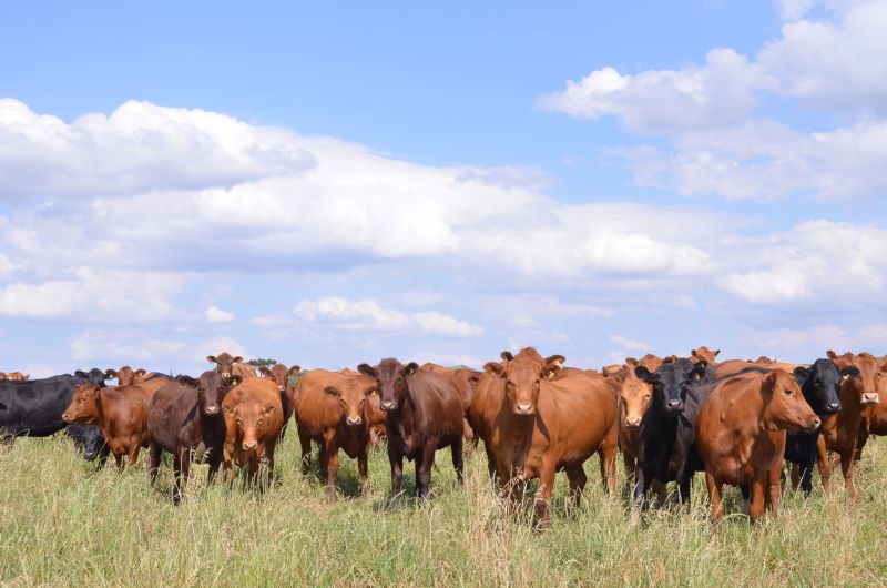 Adapar alerta produtores sobre prazos para a atualização de rebanhos