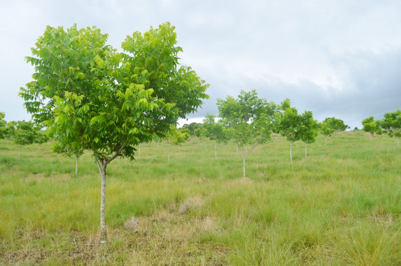 Sindicato Rural e Senar ofertam curso de Nogueira Pecã