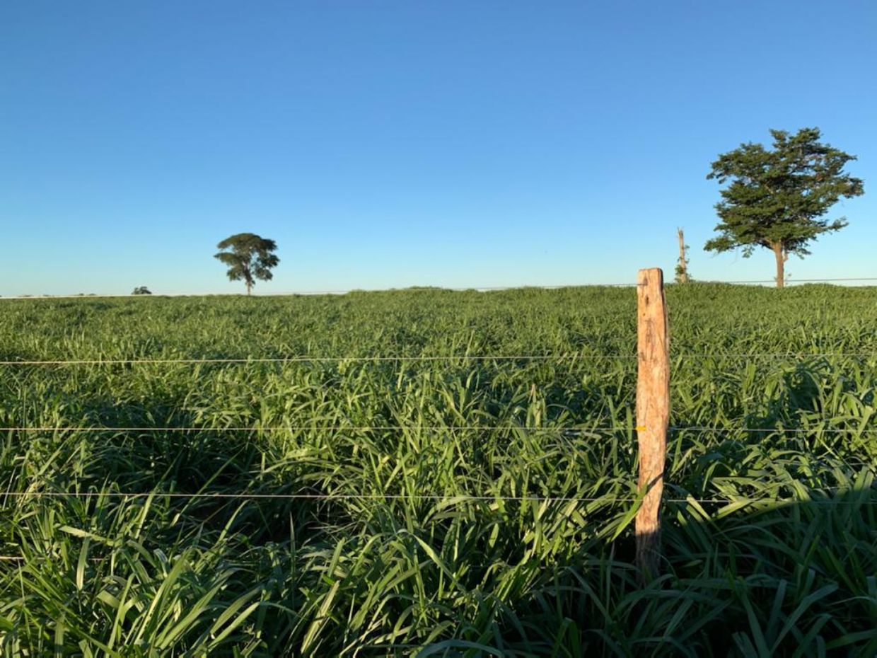 Pecuarista do Mato Grosso do Sul investe em tecnologia e aumenta sua produtividade com novos cultivares de forrageira 