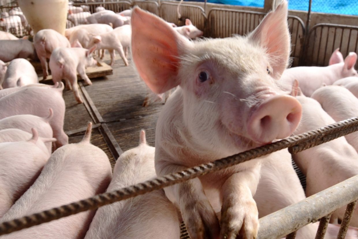 Suinocultura: Bom ano para o independente, nem tanto para o integrado 