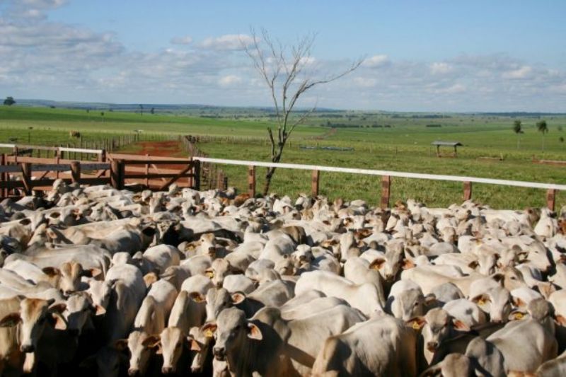 Mesmo com pandemia, PR mantém cronograma para a chancela de área livre de aftosa sem vacinação