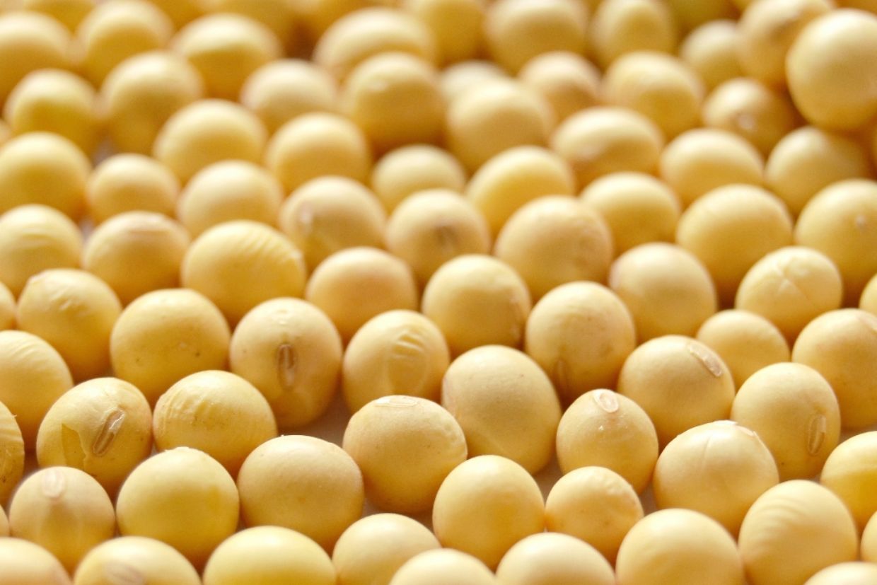 Comissão Técnica de Grãos da FAEP debate mudanças nas regras para sementes salvas