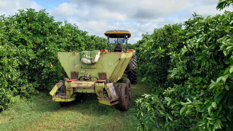 Inteligência artificial de startup ajuda fruticultores no manejo do pomar