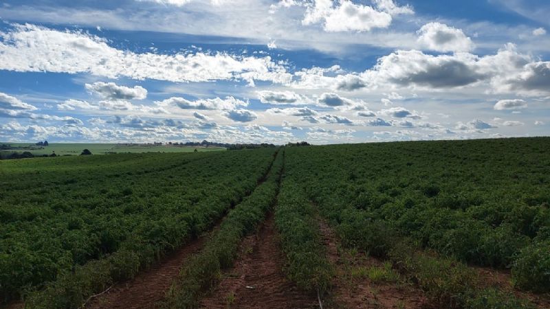 Tomate tem se mostrado viável como opção de diversificação na propriedade rural