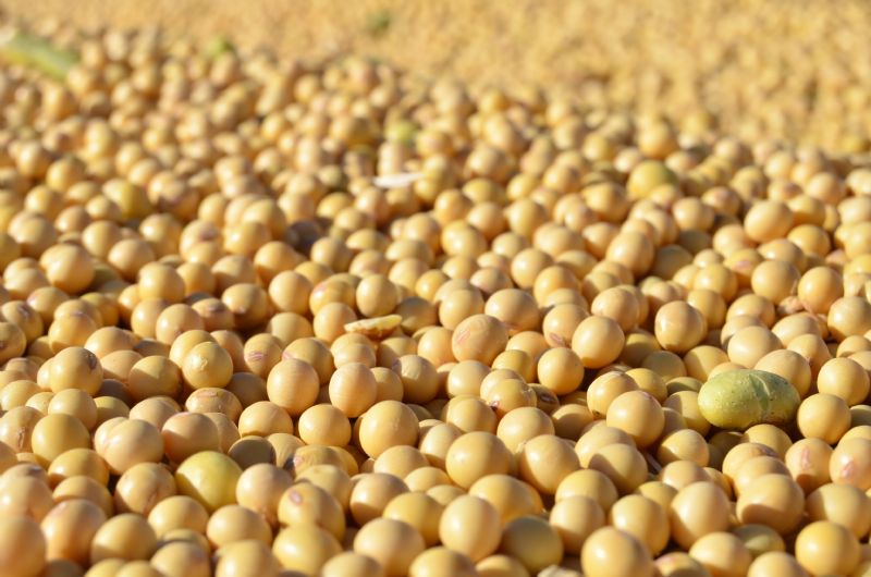 FAEP divulga novas regras para sementes salvas