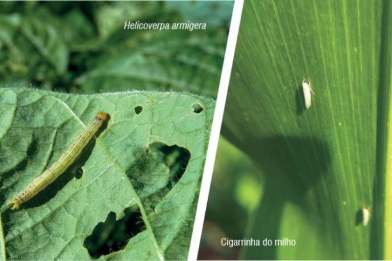 Notificação de pragas passa a ser obrigatória no Paraná