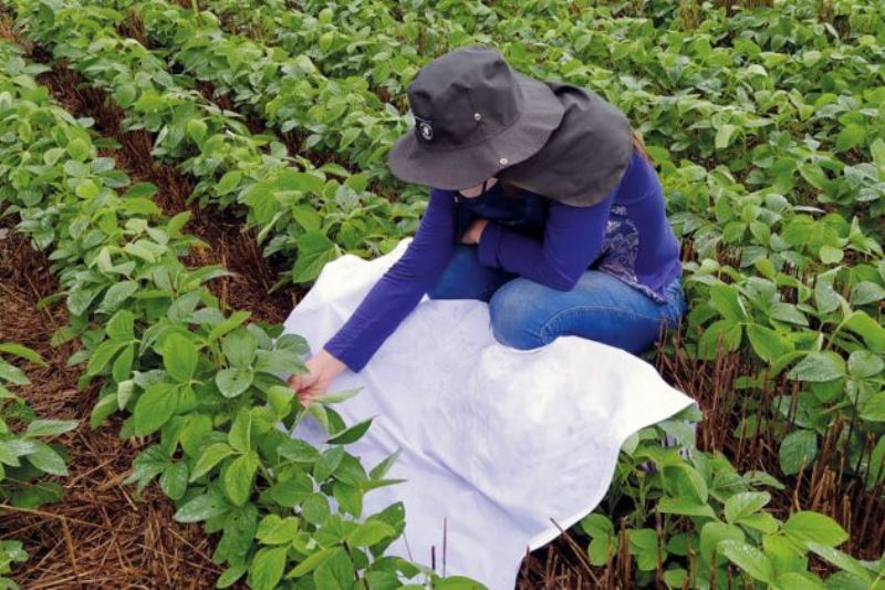 Experiência em Guarapuava comprova que MIP também funciona em grandes áreas