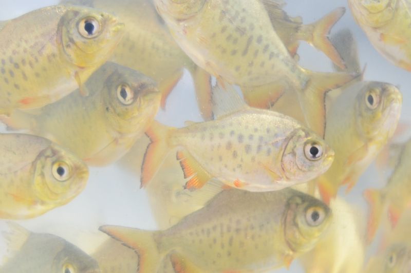 Última entrega de alevinos do ano acontece dia 17 de dezembro
