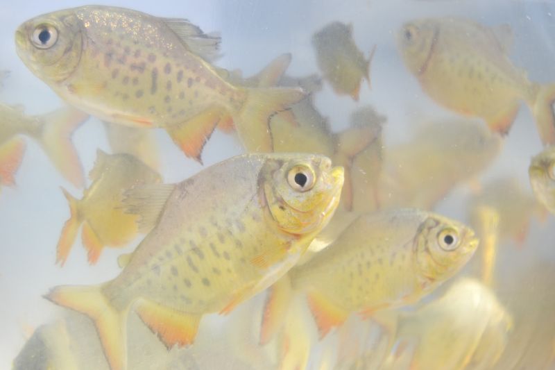 Primeira entrega de alevinos de 2022 é realizada dia 28/01