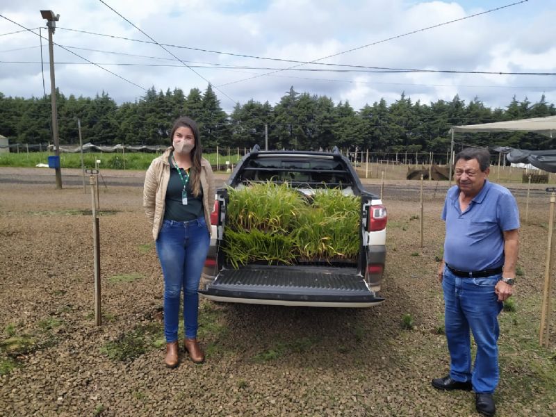 Coamig oferece programa para facilitar aquisição de mudas de forragens perenes