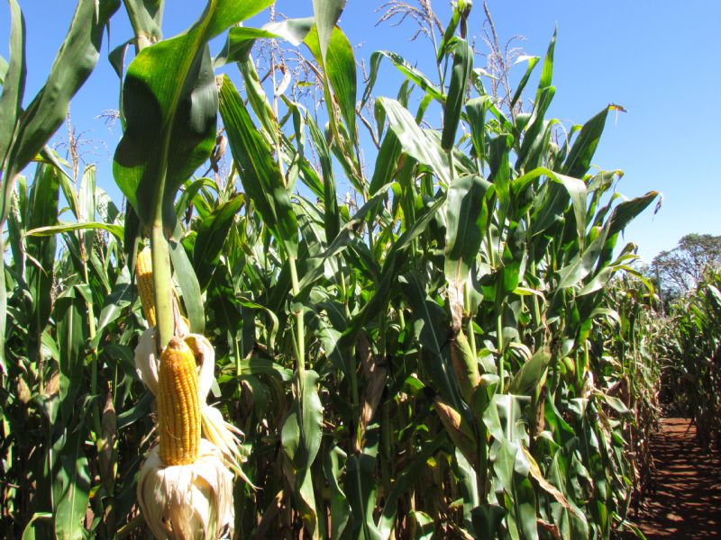 Agrícola Centro-Sul participa de treinamento da Biomatrix