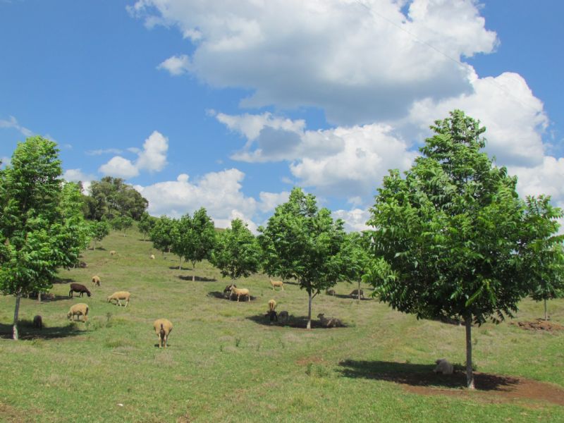 Encomende mudas de Nogueira Pecã no Sindicato Rural 