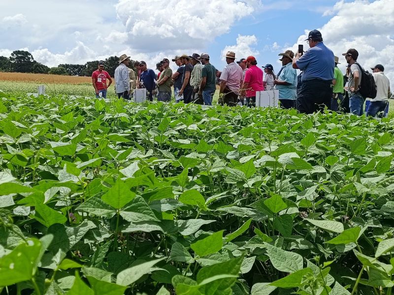 Pequenos produtores regionais participam do dia de campo sobre a Tecnologia de Produção do Feijão