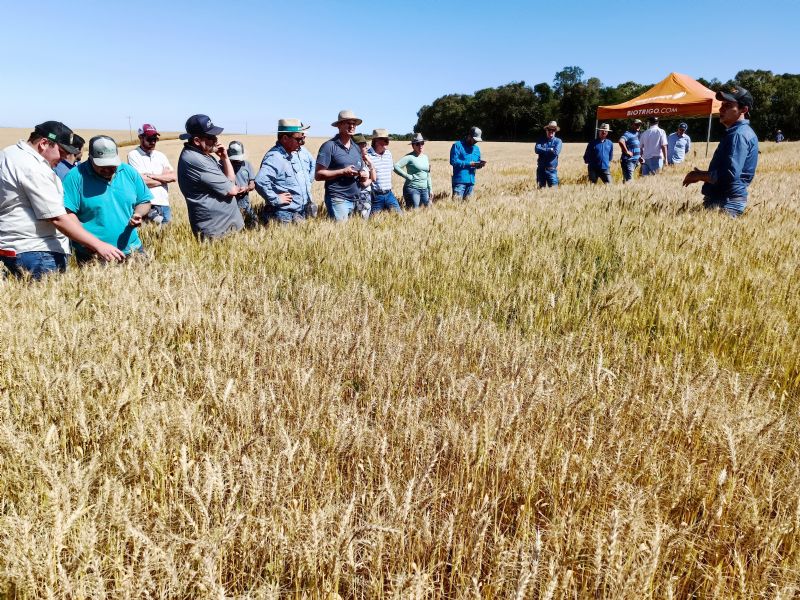 Coopertradição promove dia de campo voltado à cultura de trigo
