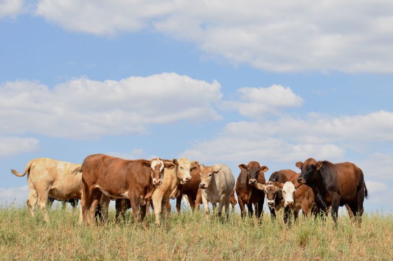 Campo Futuro vem a Guarapuava levantar custos da pecuária de corte