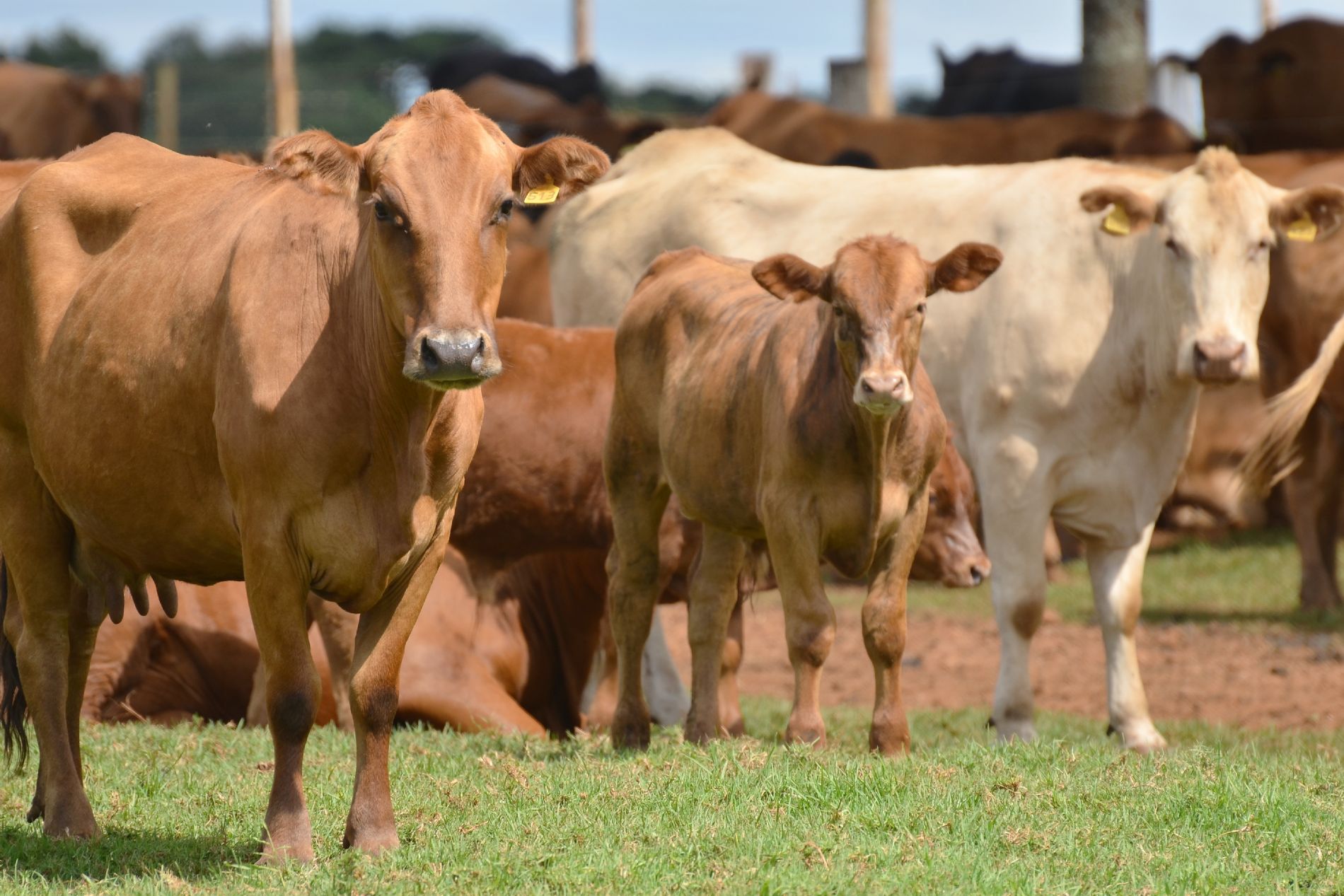 Abertas inscrições para treinamento de inseminação em bovinos
