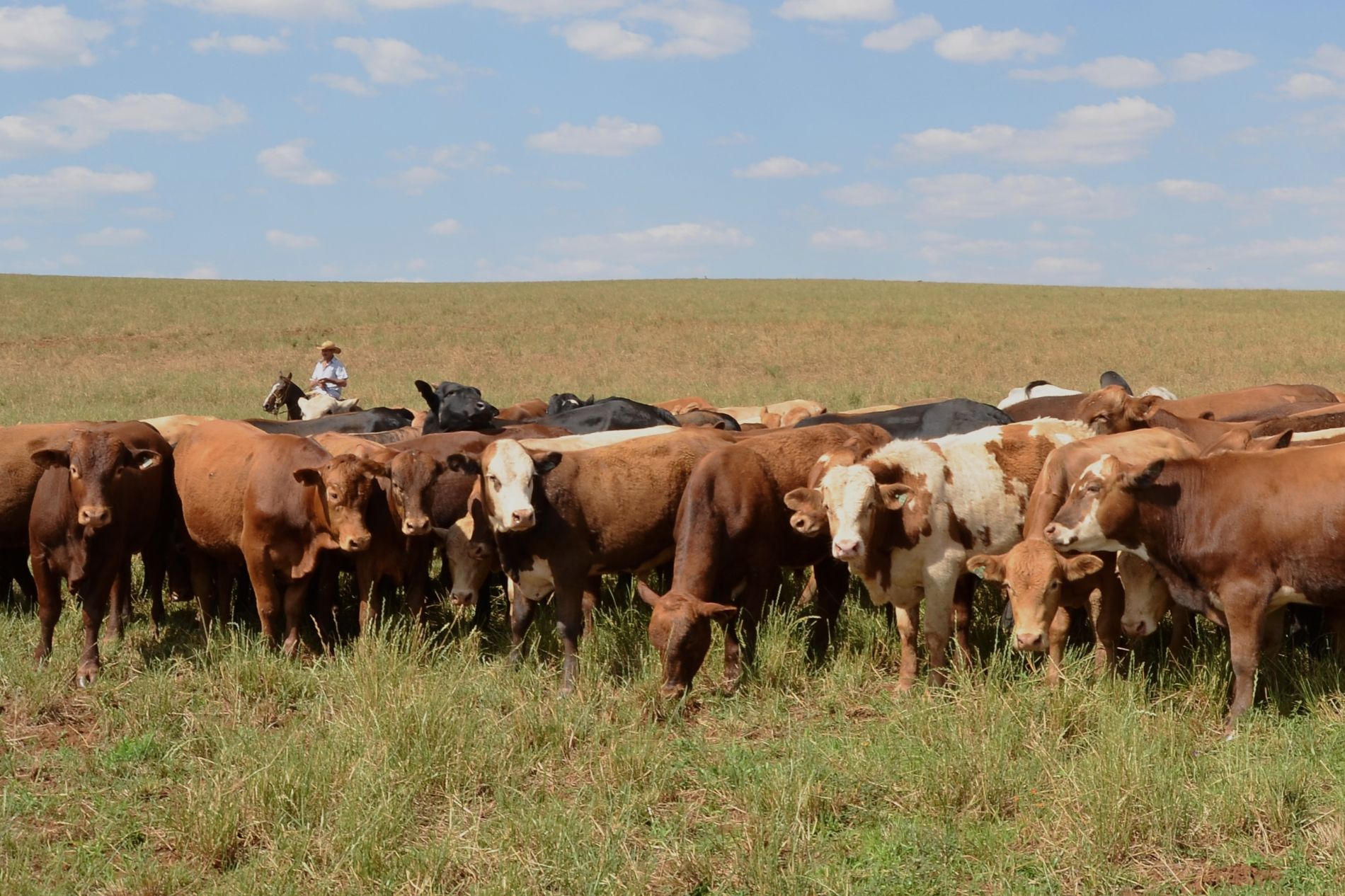 Sindicato Rural de Guarapuava abre inscrições para assistência técnica em bovinocultura de corte