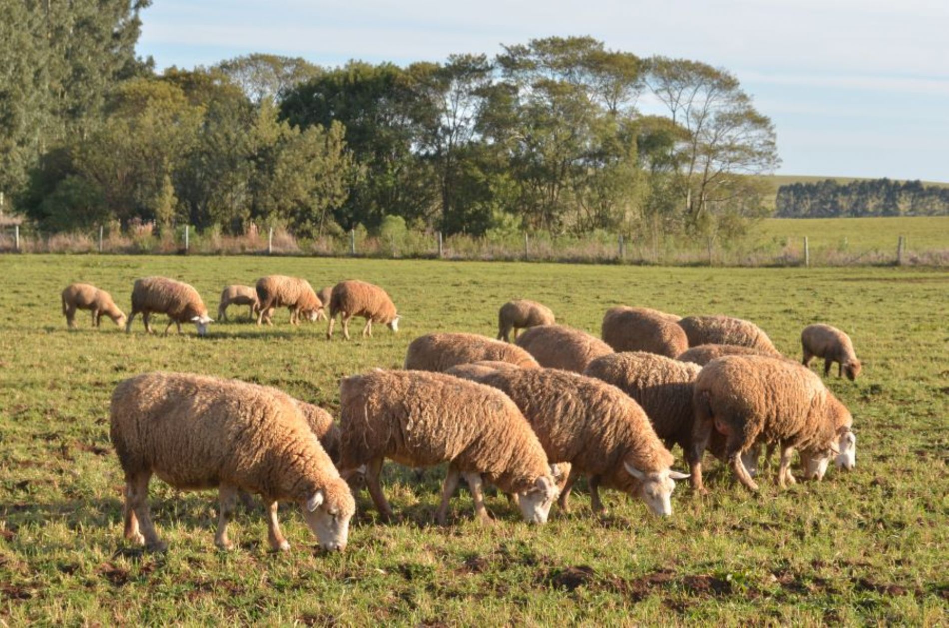 Sindicato Rural de Guarapuava e SENAR-PR convidam ovinocultores para reunião, amanhã, 15, sobre assistência técnica e gerencial