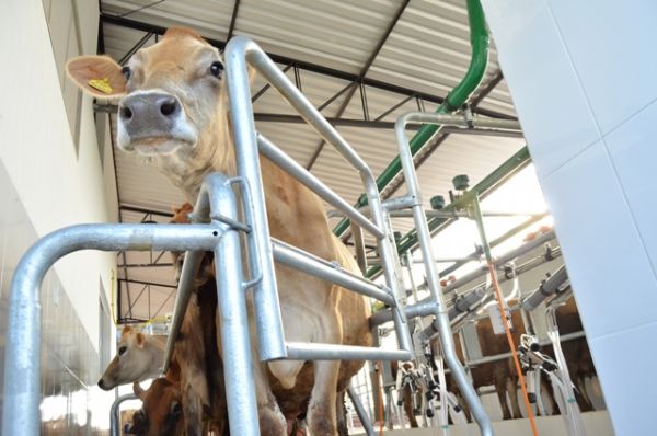 Higieniza&ccedil;&atilde;o pode aumentar rendimento e qualidade na produ&ccedil;&atilde;o leiteira