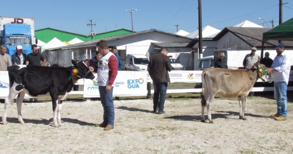 Julgamento leiteiro abre programa&ccedil;&atilde;o t&eacute;cnica da Expogua