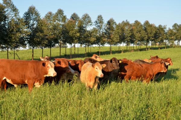 Congresso em Cascavel aborda Sistemas Integrados de Produ&ccedil;&atilde;o Agropecu&aacute;ria