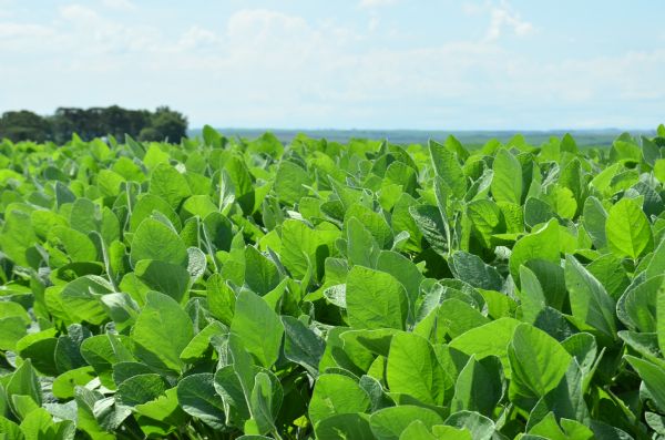 Caminhos da Soja passa por Guarapuava hoje