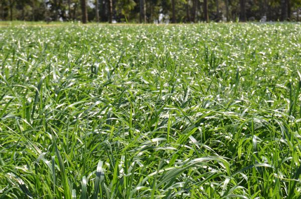 Plant&atilde;o Forrageiro ser&aacute; no final do m&ecirc;s