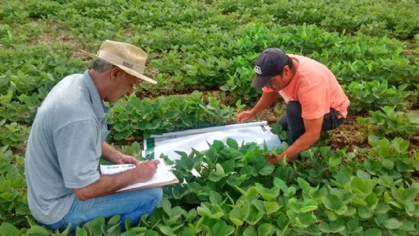 Curso Inspetor de Campo MIP em Soja inicia em outubro