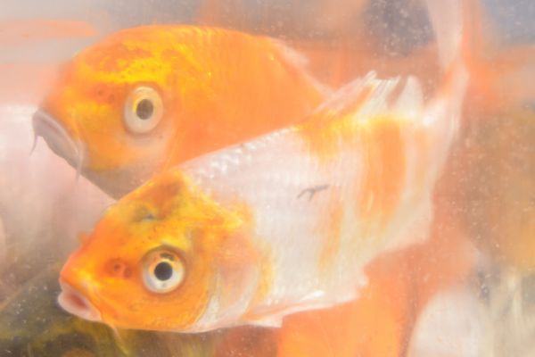 Aberto per&iacute;odo de encomenda de alevinos