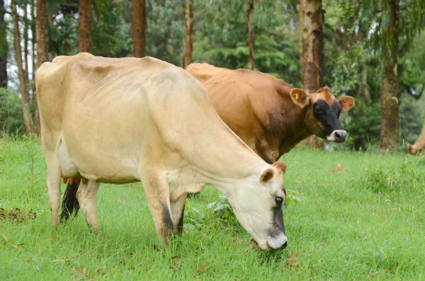 Inscri&ccedil;&otilde;es abertas para II Simp&oacute;sio Regional de Bovinocultura de Leite