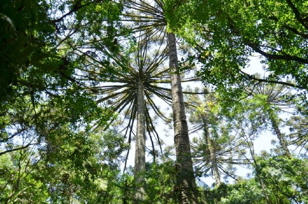 Doa&ccedil;&atilde;o de mudas de &aacute;rvores nativas cresce 49% no Paran&aacute;