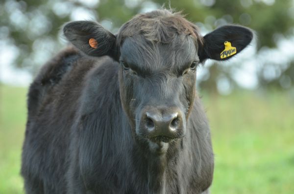 Inscri&ccedil;&otilde;es do curso de Auxiliar de Veterin&aacute;rio & Zootecnia foram prorrogadas at&eacute; esta sexta-feira (29)