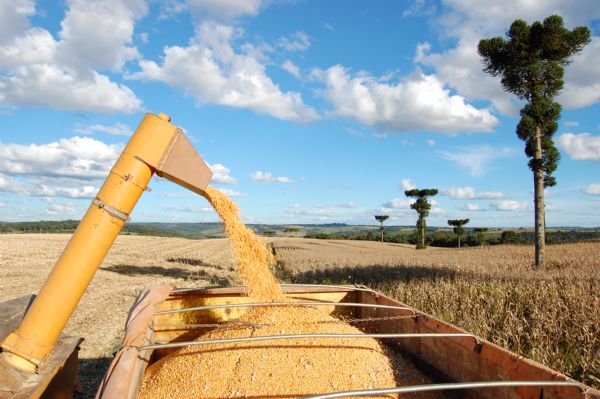  Pr&oacute;xima safra de gr&atilde;os deve ficar entre 224 e 228 milh&otilde;es de toneladas