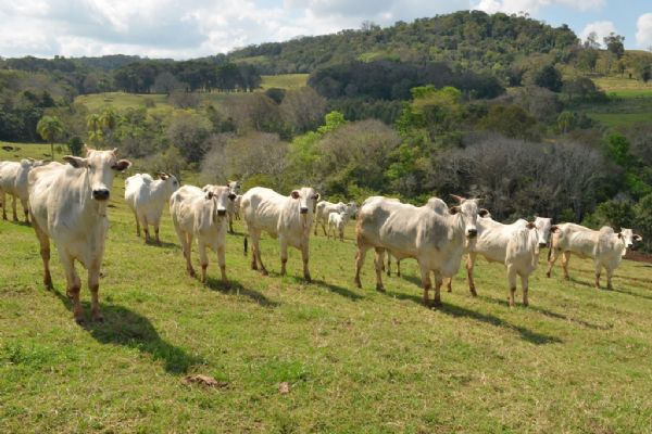 FAEP re&uacute;ne comiss&otilde;es t&eacute;cnicas da pecu&aacute;ria