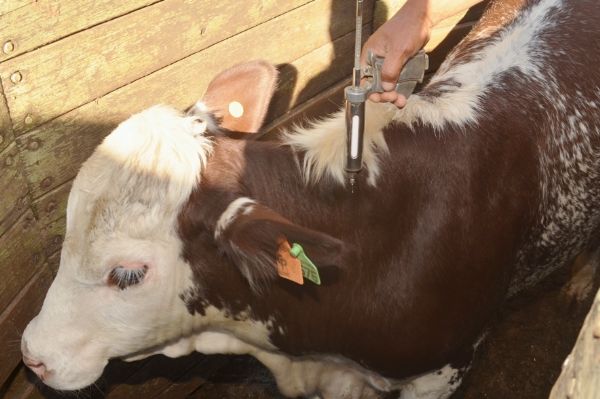 Novembro traz mais uma  campanha contra a aftosa