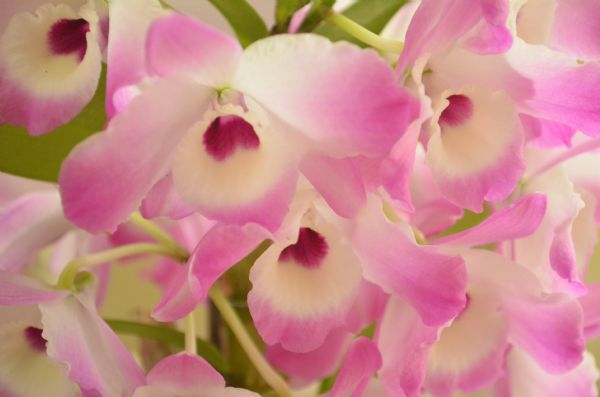 Sindicato Rural de Guarapuava abre inscri&ccedil;&otilde;es para curso de orqu&iacute;deas 