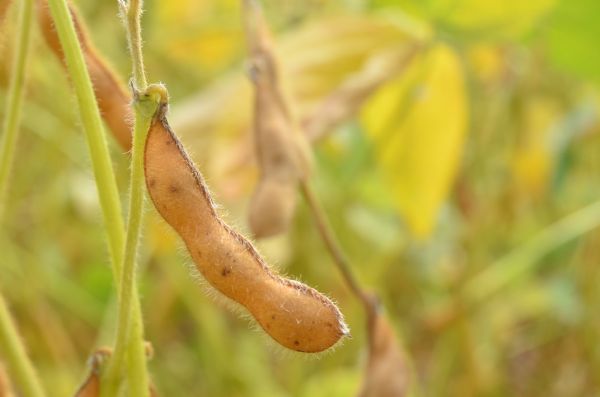  Embrapa divulga nota t&eacute;cnica sobre abortamento de vagens e enchimento deficiente de gr&atilde;os em soja